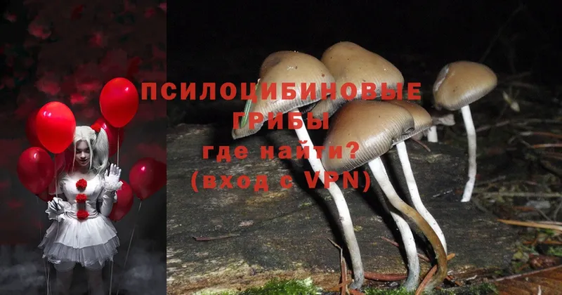 цена наркотик  Ардатов  Псилоцибиновые грибы прущие грибы 